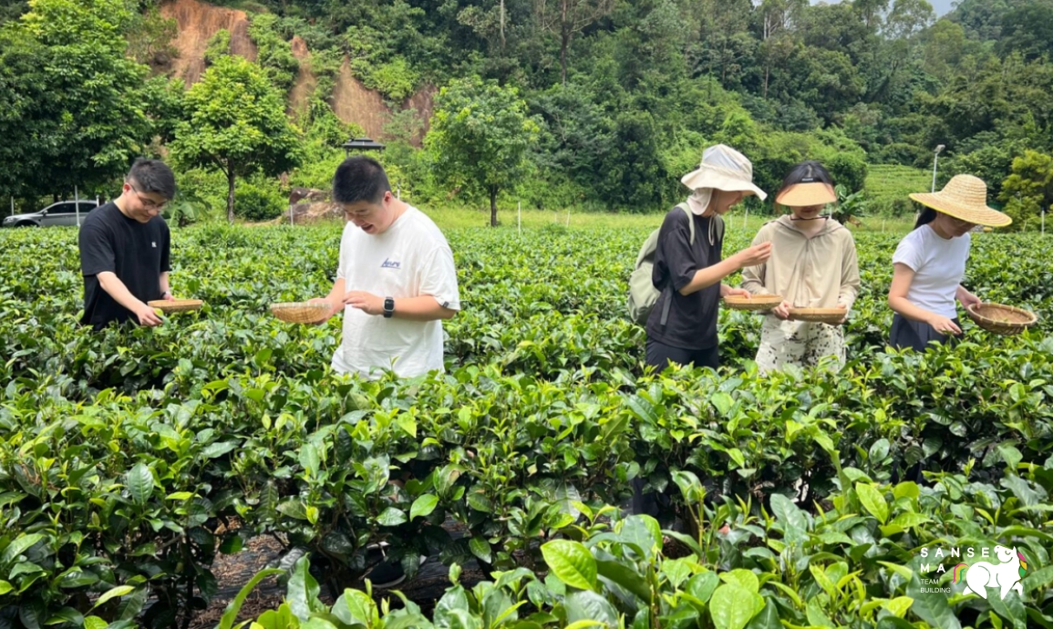 50人一日中山采茶研茶+温泉
